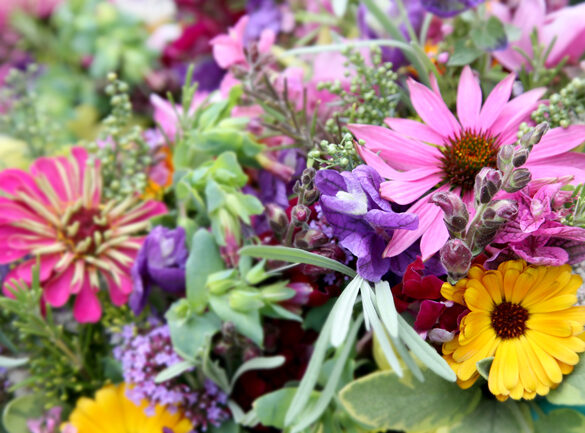 Colourful Flowers